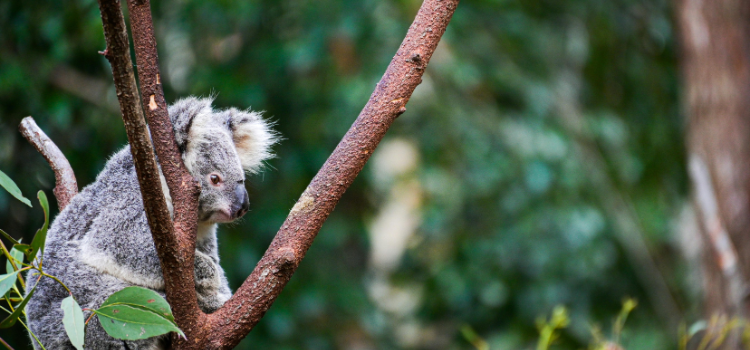 
                      Gold Coast Experience
                      