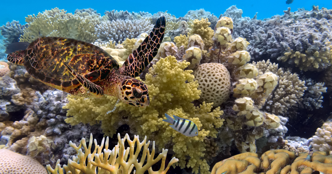 Explorer Series: Destination Great Barrier Reef