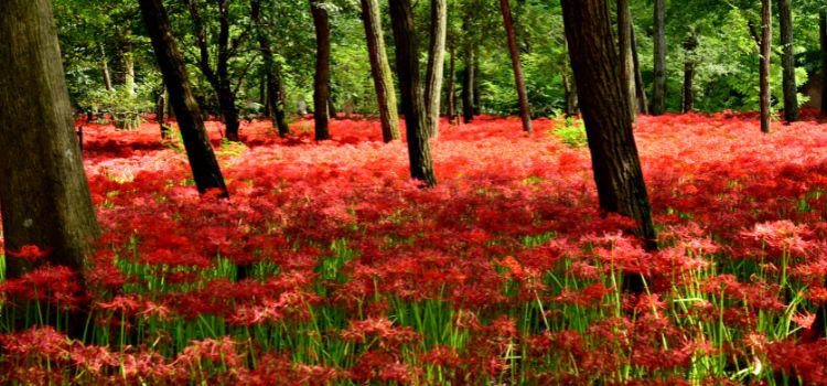 
                      Japan add on:  Wakayama - Temple Stay and Farm Stay Experience
                      