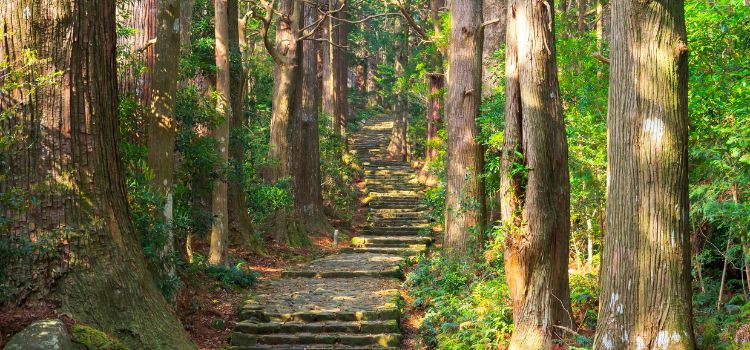 
                      Japan add on:  World Heritage, Kumano Kodo Restoration Program and Shirahama Homestay Experience
                      